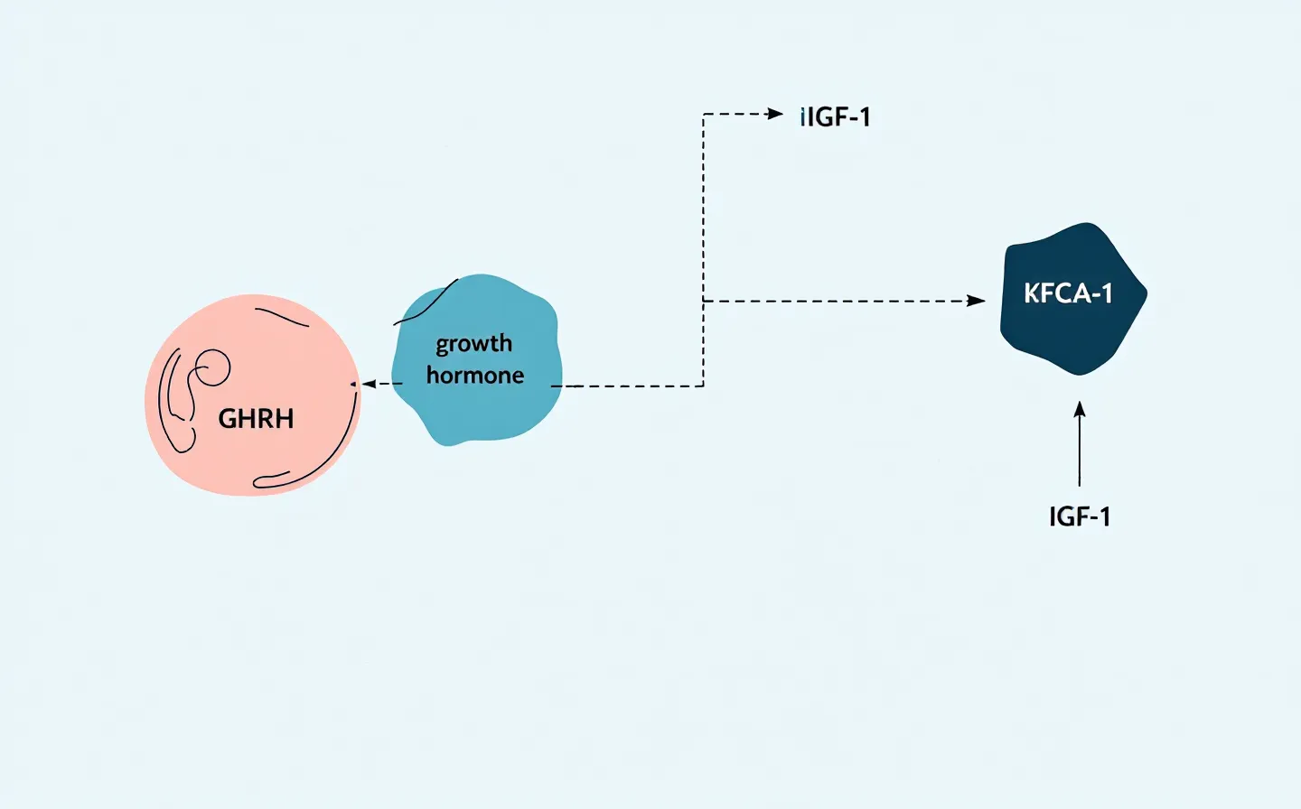 A clean teal schematic of a GHRH-analog binding a pituitary cell node, with downstream arrows to a growth-hormone node and a green-marked IGF-1 node, on a cool near-white ground